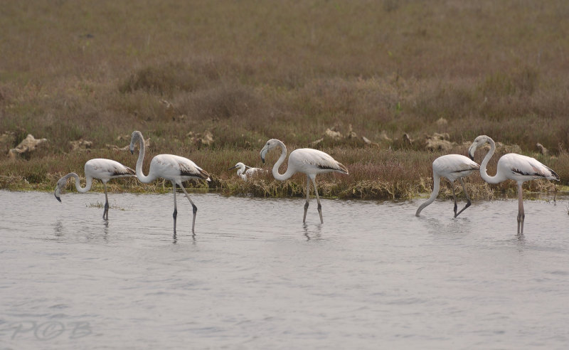 Flamingo, juveneel