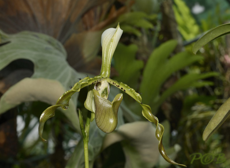 Paphiopedilum parishii