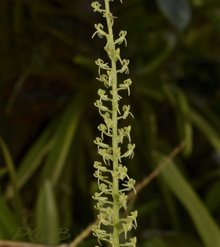 Liparis vestita
