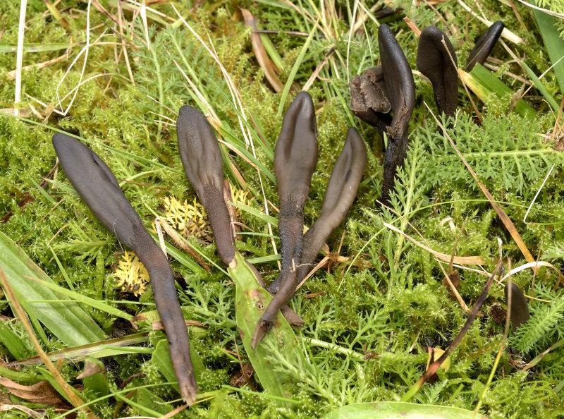 Geoglossum elongatum