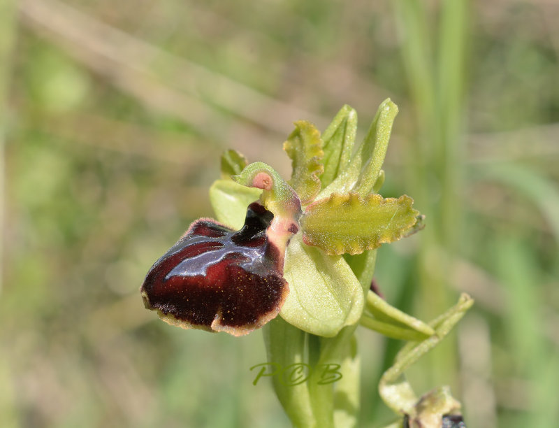 Ophrys passionis var. garganica