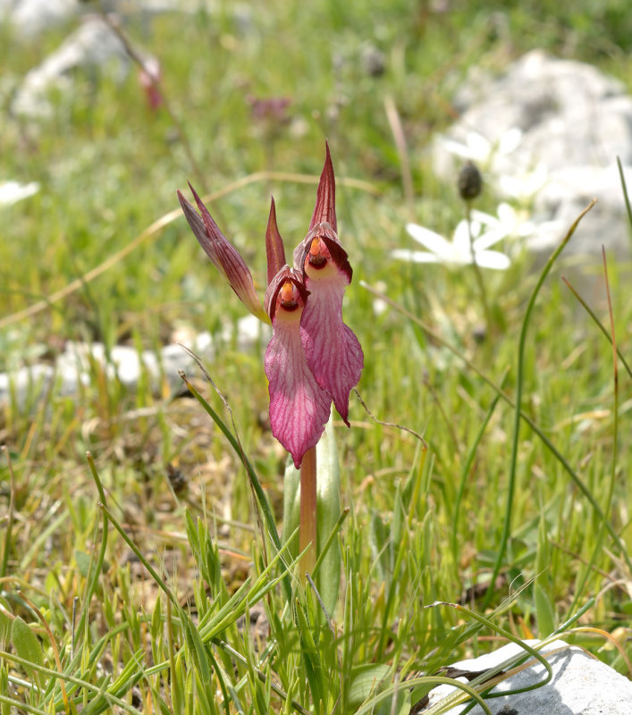 Serapias lingua 