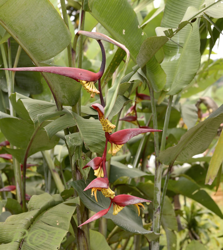 Heliconia sp.