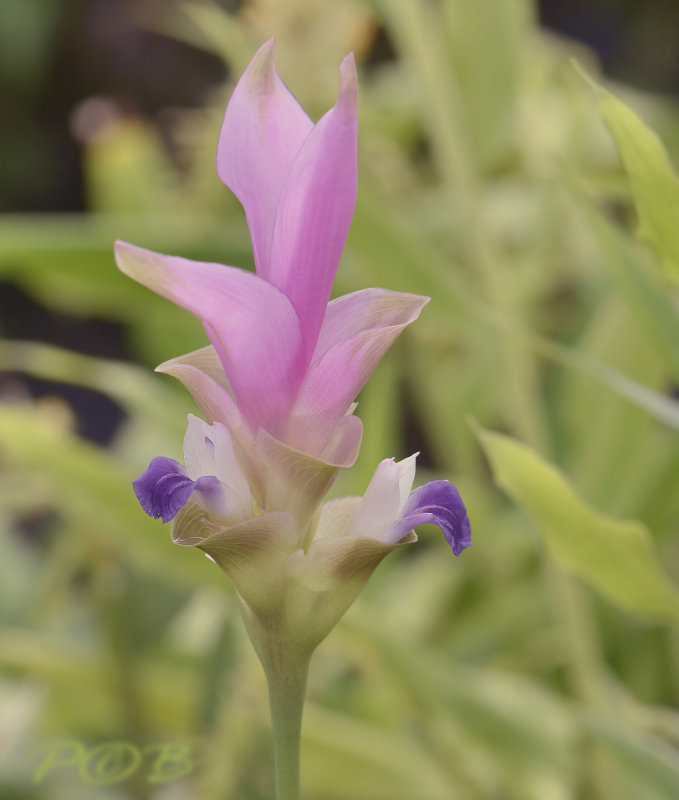 Curcuma alismatiflora