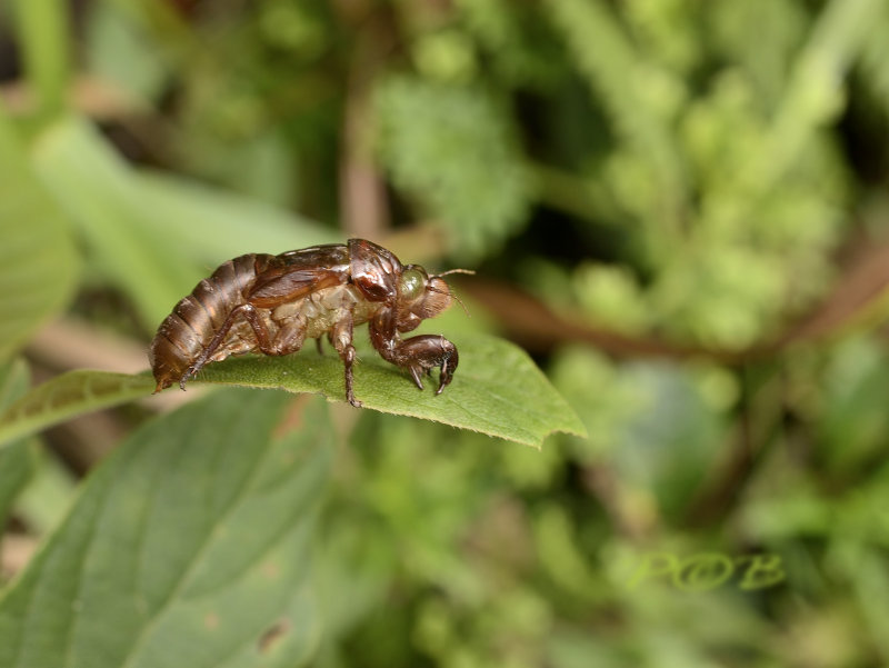 Larva of the chainsaw