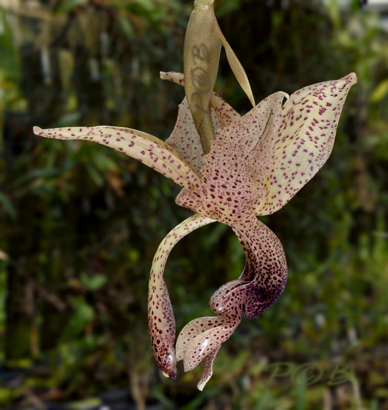 Stanhopea  platyceras