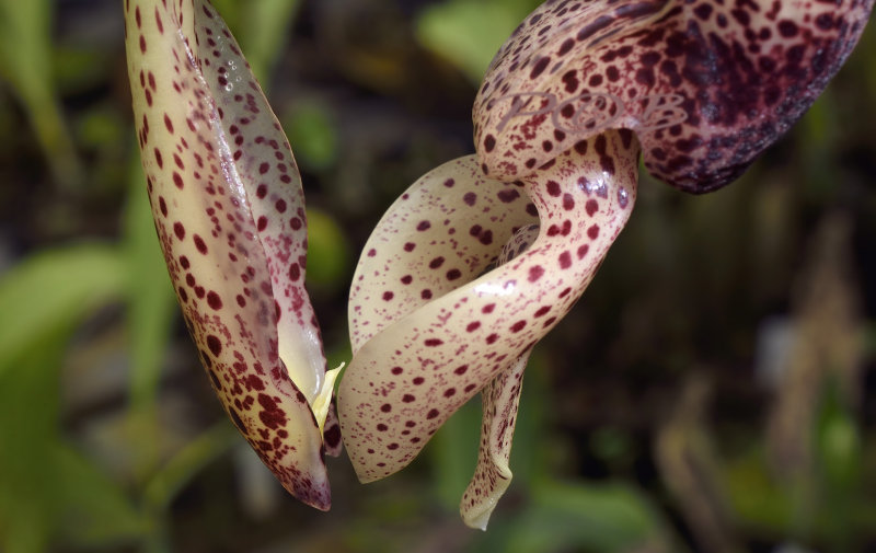 Stanhopea  platyceras 