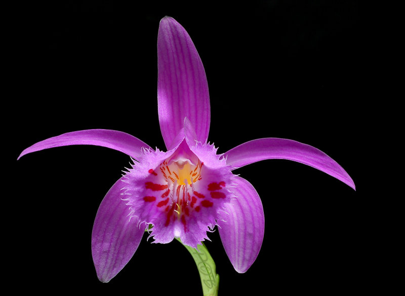 Pleione hybrid 2