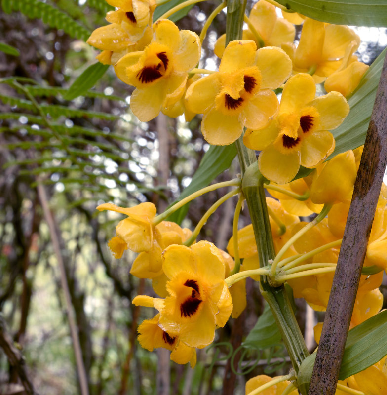 Dendrobium chrysanthum, close