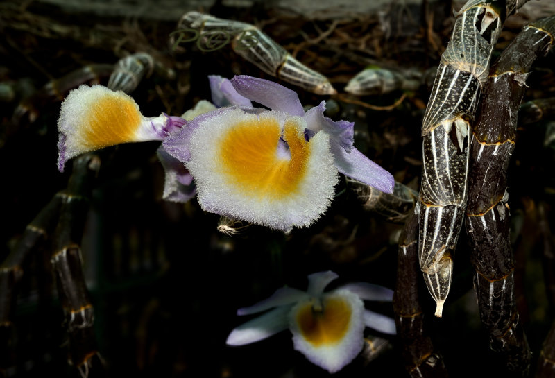 D. gratiotissimum