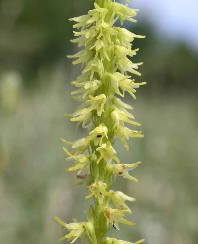 Honingorchis