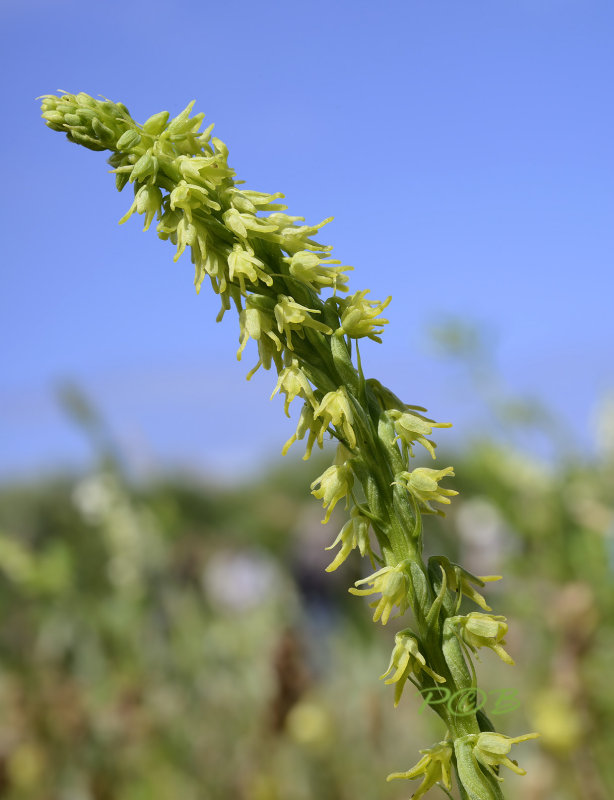 Honingorchis, fors exemplaar ongeveer 25 cm