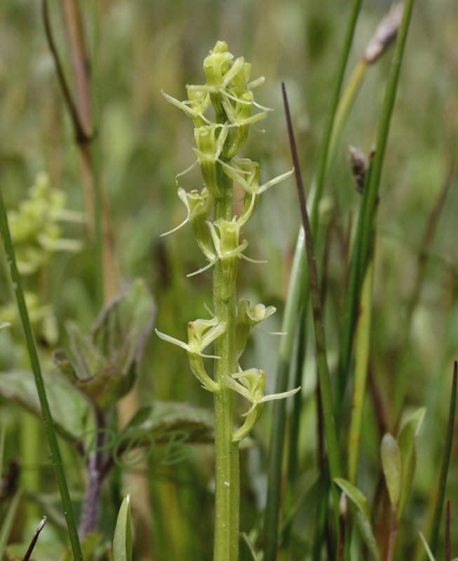 Groenknolorchis, vorm zonder geel, albino