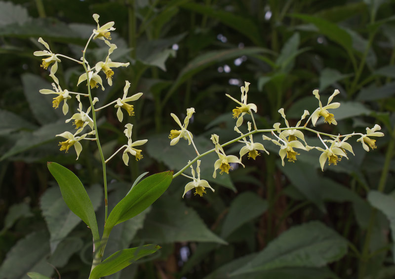 Dendrobium venustum, green or yellow flowers