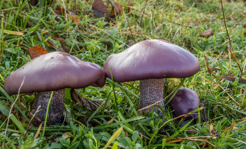 Paarse schijnridders, duinen