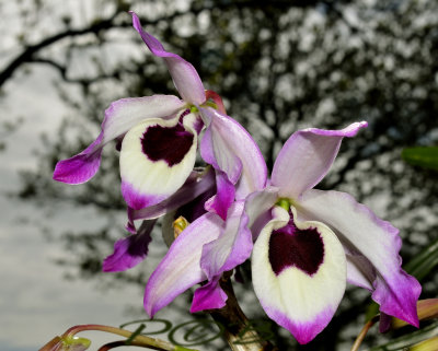 Dendrobium lituiflorum var. from Birma