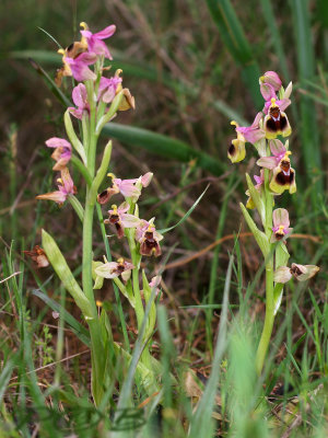 Ophrys tenthredinifera var. tenthredinifera and right var. villosa