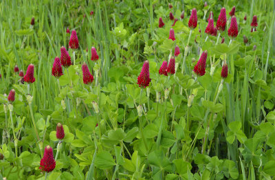 Inkarnaatklaver, Trifolium incarnatum