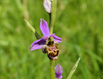 Ophrys holubyana, CZ-HUNG.