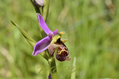 Ophrys holubyana, CZ-HUNG.