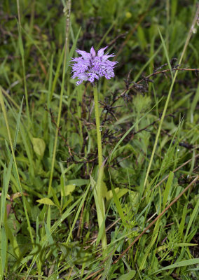 Neotinea tridentata, Thüringen