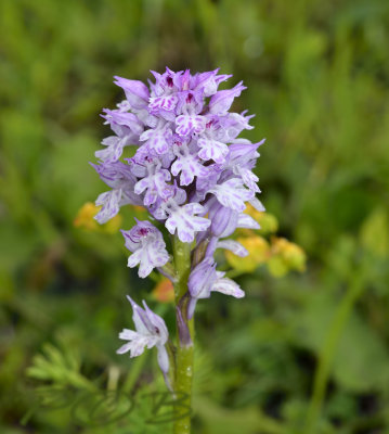 Neotinea tridentata, Thüringen