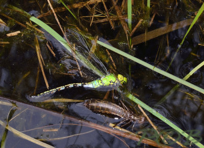 Anax imperaror, door koude en regen niet aan vliegen toe gekomen