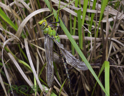 Anax imperaror, fout opgedroogd door slecht weer.