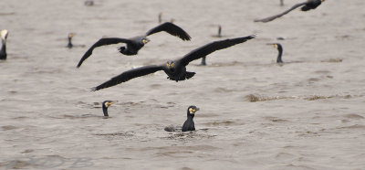 Aalscholvers-Cormorants
