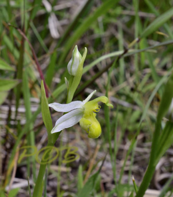 Ophrys apifera var. flavescens