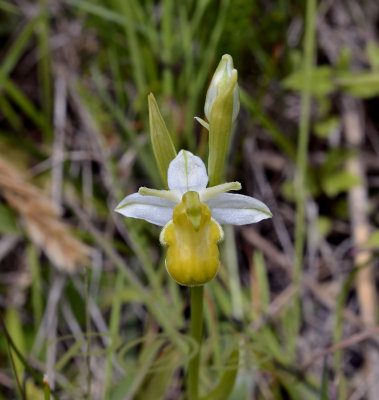 Ophrys apifera var. flavescens