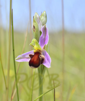 O. apifera var. fulvofusca