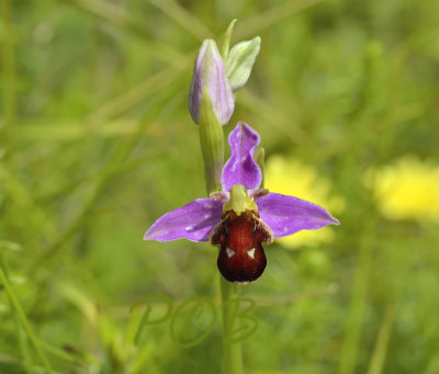 O. apifera var. Fulvofusca