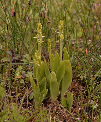Groenknolorchis  Liparis loeselii (Sturmia)
