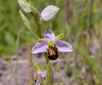 Var. aurita