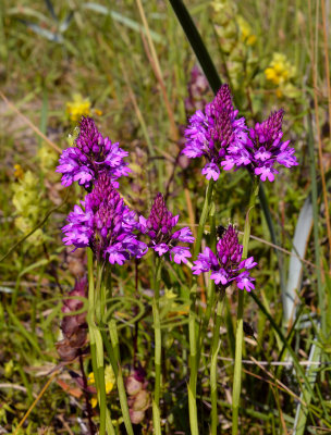 Laat bloeiende vorm Anacamptis piramidalis, hondskruid