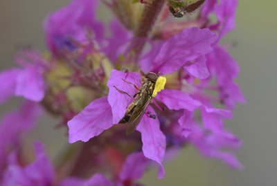 Zweefvl. pollinia Epipactis palustris
