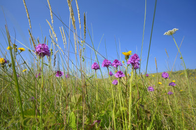  A. piramidalis skyline