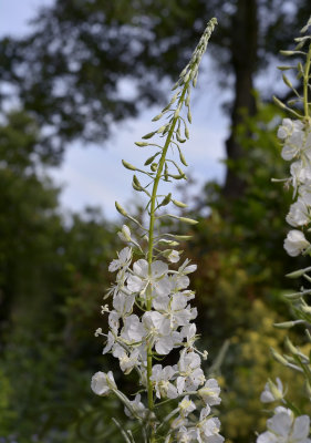 Wilgenroosje wit, Epilobium angustifolium