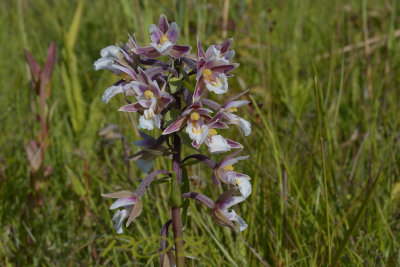 E. palustris Oostvaardersplassen