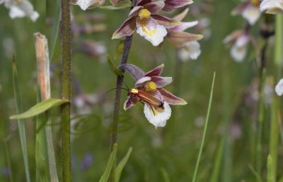 Ep. palustris, pollinator