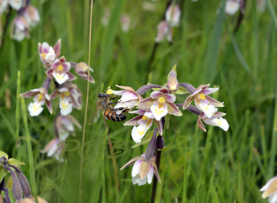 Ep.  palustris, pollinator