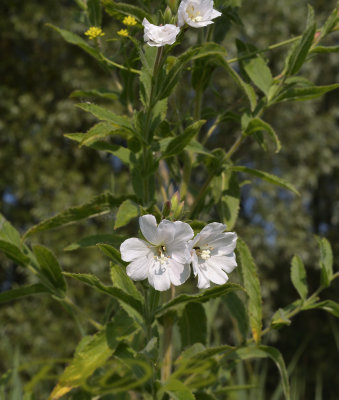 Harig wilgenroosje wit, Epilobium hirsutum