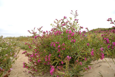 Anchusa officinalis