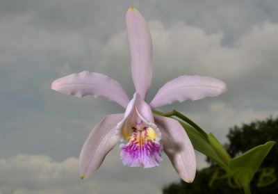 Cattleya sp.