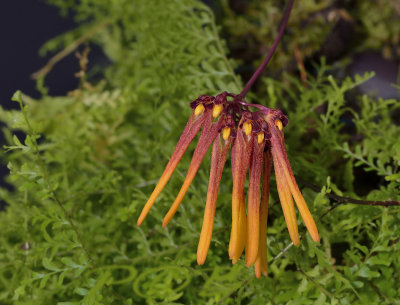 Bulbophyllum dalatense