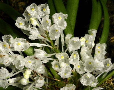 Podangis dactylorhiza, individual flowers about 1 cm