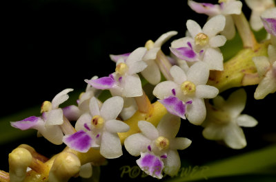 Smitinandia micrantha, close, flowers 5mm
