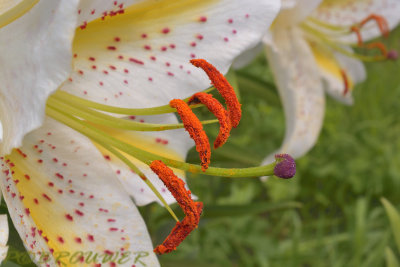 Lilium auratum, pollen