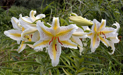 Lilium auratum